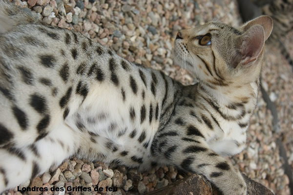 femelle bengal brown spotted